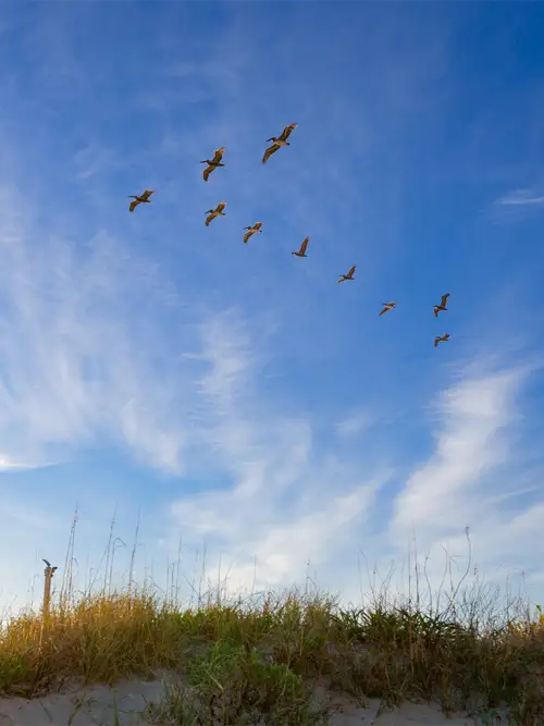 A flock of birds flying over the dune grass under a wide, partly clouded sky